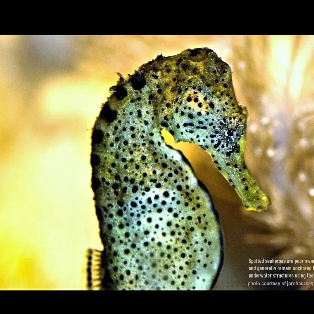 The Crafty Hobbit 2026 seahorses
